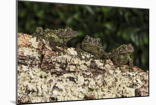 Vietnamese Mossy Frog (Theloderma Corticale), captive, Vietnam, Indochina, Southeast Asia, Asia-Janette Hill-Mounted Photographic Print