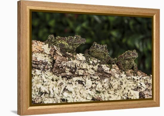 Vietnamese Mossy Frog (Theloderma Corticale), captive, Vietnam, Indochina, Southeast Asia, Asia-Janette Hill-Framed Premier Image Canvas