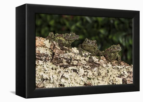 Vietnamese Mossy Frog (Theloderma Corticale), captive, Vietnam, Indochina, Southeast Asia, Asia-Janette Hill-Framed Premier Image Canvas