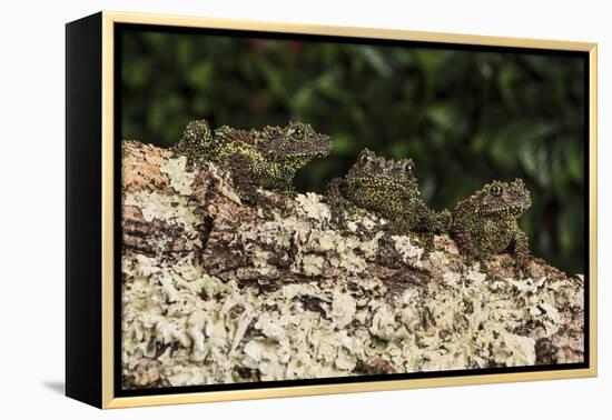Vietnamese Mossy Frog (Theloderma Corticale), captive, Vietnam, Indochina, Southeast Asia, Asia-Janette Hill-Framed Premier Image Canvas
