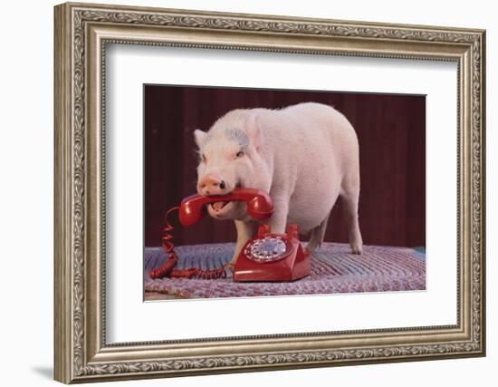 Vietnamese Pot-Bellied Pig Using Telephone-DLILLC-Framed Photographic Print