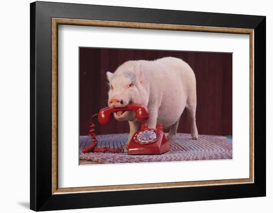 Vietnamese Pot-Bellied Pig Using Telephone-DLILLC-Framed Photographic Print