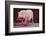 Vietnamese Pot-Bellied Pig Using Telephone-DLILLC-Framed Photographic Print