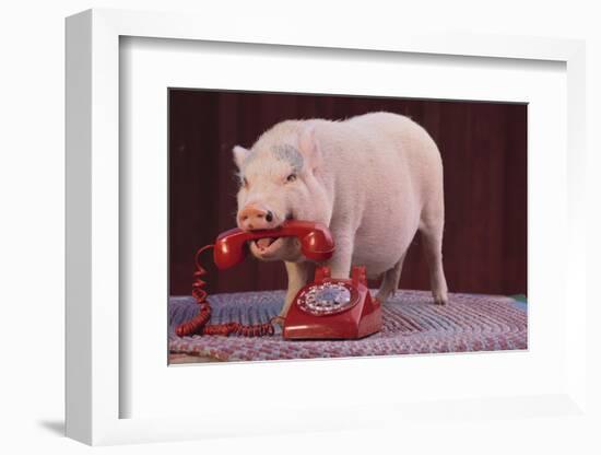 Vietnamese Pot-Bellied Pig Using Telephone-DLILLC-Framed Photographic Print