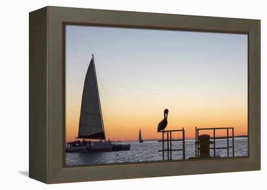 View across the Gulf of Mexico, sunset, brown pelican prominent, Mallory Square-David Tomlinson-Framed Premier Image Canvas