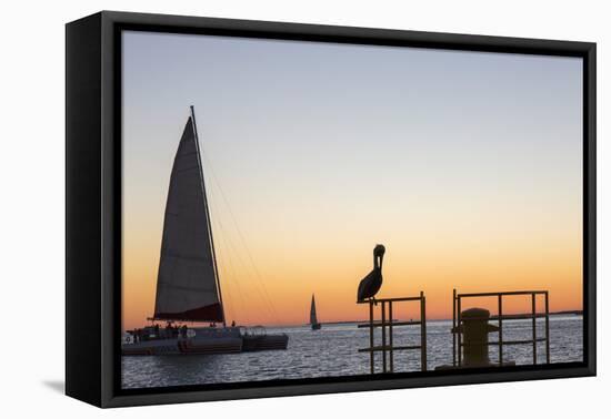 View across the Gulf of Mexico, sunset, brown pelican prominent, Mallory Square-David Tomlinson-Framed Premier Image Canvas