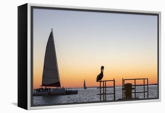 View across the Gulf of Mexico, sunset, brown pelican prominent, Mallory Square-David Tomlinson-Framed Premier Image Canvas