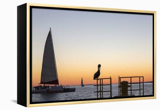 View across the Gulf of Mexico, sunset, brown pelican prominent, Mallory Square-David Tomlinson-Framed Premier Image Canvas