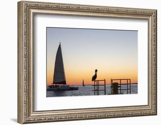 View across the Gulf of Mexico, sunset, brown pelican prominent, Mallory Square-David Tomlinson-Framed Photographic Print