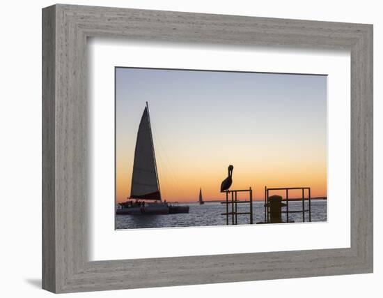 View across the Gulf of Mexico, sunset, brown pelican prominent, Mallory Square-David Tomlinson-Framed Photographic Print