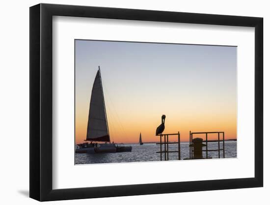 View across the Gulf of Mexico, sunset, brown pelican prominent, Mallory Square-David Tomlinson-Framed Photographic Print