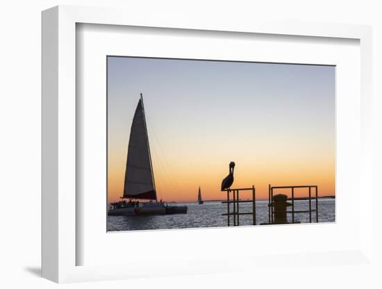 View across the Gulf of Mexico, sunset, brown pelican prominent, Mallory Square-David Tomlinson-Framed Photographic Print