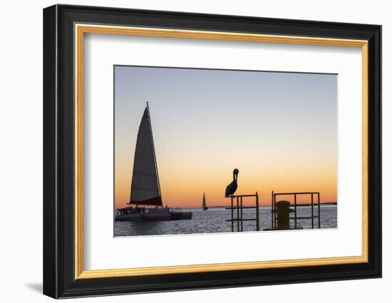 View across the Gulf of Mexico, sunset, brown pelican prominent, Mallory Square-David Tomlinson-Framed Photographic Print