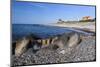 View Along Beach, Gammel Skagen, Jutland, Denmark, Scandinavia, Europe-Stuart Black-Mounted Photographic Print