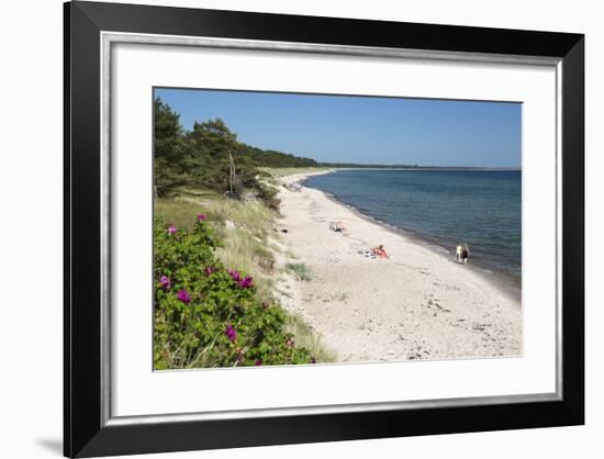 View Along Pine Tree Lined Beach, Nybrostrand, Near Ystad, Skane, South Sweden, Sweden, Scandinavia-Stuart Black-Framed Photographic Print