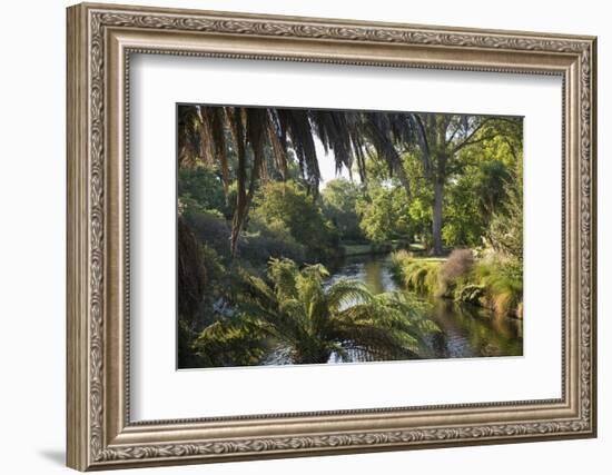 View along the palm-fringed Avon River in Christchurch Botanic Gardens, Christchurch, Canterbury, S-Ruth Tomlinson-Framed Photographic Print