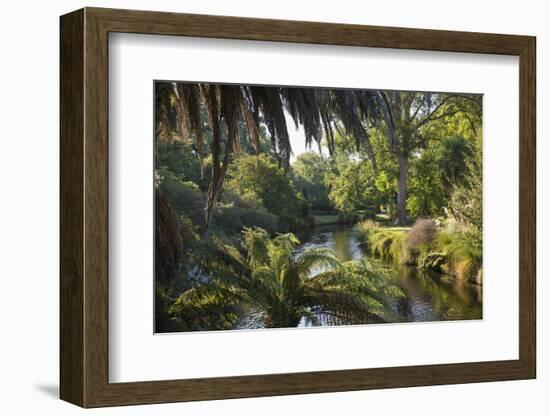 View along the palm-fringed Avon River in Christchurch Botanic Gardens, Christchurch, Canterbury, S-Ruth Tomlinson-Framed Photographic Print