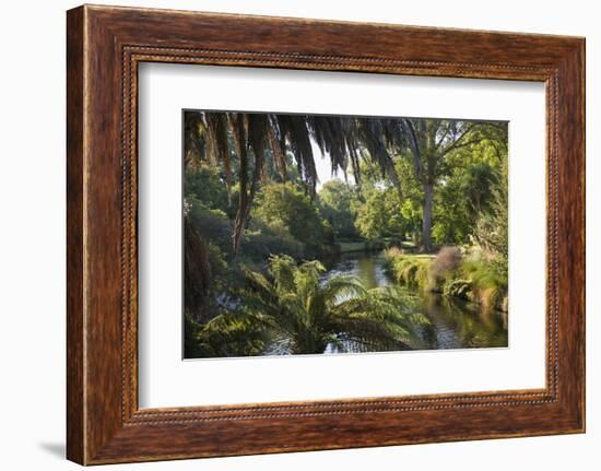 View along the palm-fringed Avon River in Christchurch Botanic Gardens, Christchurch, Canterbury, S-Ruth Tomlinson-Framed Photographic Print