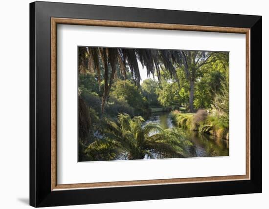 View along the palm-fringed Avon River in Christchurch Botanic Gardens, Christchurch, Canterbury, S-Ruth Tomlinson-Framed Photographic Print