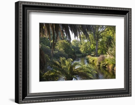 View along the palm-fringed Avon River in Christchurch Botanic Gardens, Christchurch, Canterbury, S-Ruth Tomlinson-Framed Photographic Print