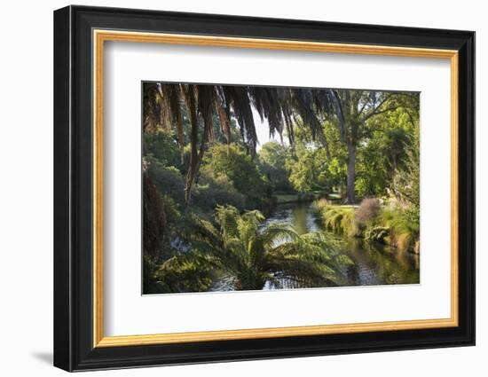 View along the palm-fringed Avon River in Christchurch Botanic Gardens, Christchurch, Canterbury, S-Ruth Tomlinson-Framed Photographic Print