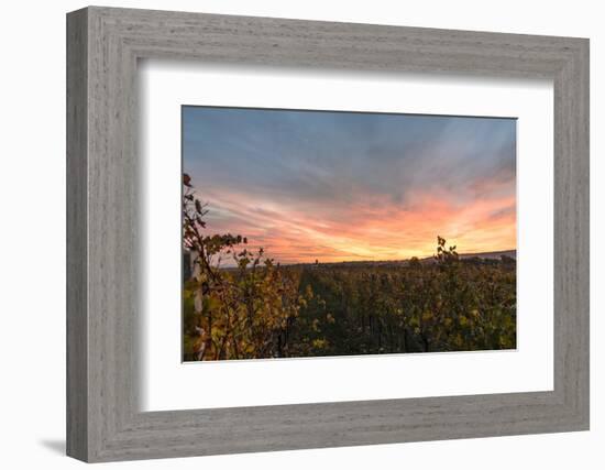 View at Breitenbrunn, Wine Fields, at Sundown, Austria-Volker Preusser-Framed Photographic Print