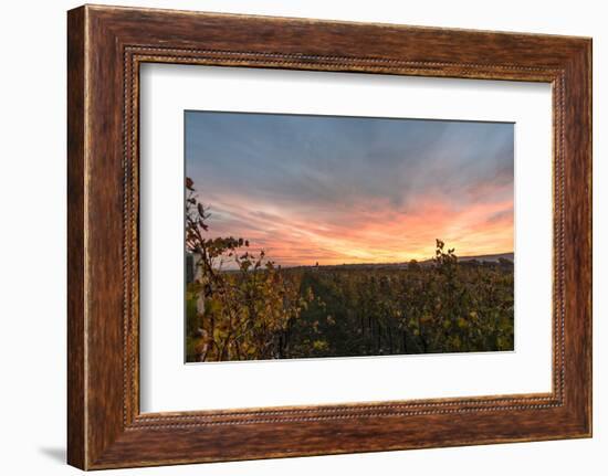 View at Breitenbrunn, Wine Fields, at Sundown, Austria-Volker Preusser-Framed Photographic Print