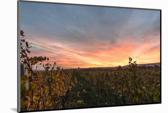 View at Breitenbrunn, Wine Fields, at Sundown, Austria-Volker Preusser-Mounted Photographic Print