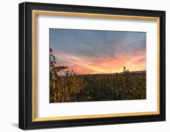 View at Breitenbrunn, Wine Fields, at Sundown, Austria-Volker Preusser-Framed Photographic Print