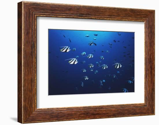 View at School of Fish Longfin Bannerfish-Stuart Westmorland-Framed Photographic Print