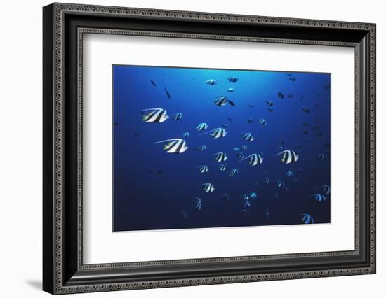 View at School of Fish Longfin Bannerfish-Stuart Westmorland-Framed Photographic Print