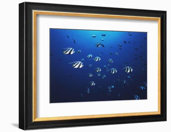 View at School of Fish Longfin Bannerfish-Stuart Westmorland-Framed Photographic Print