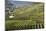 View at Vineyards, the Kellerschlossl and Durnstein, Austria, Wachau, Durnstein-Volker Preusser-Mounted Photographic Print