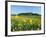 View from a Flower Meadow to Teckberg Mountain with Teck Castle-Markus Lange-Framed Photographic Print