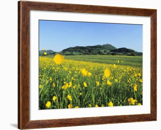 View from a Flower Meadow to Teckberg Mountain with Teck Castle-Markus Lange-Framed Photographic Print