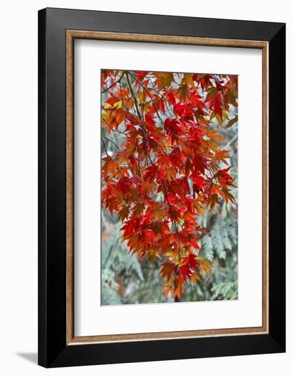 View from beneath red leaves of Japanese Maple in Fall-Darrell Gulin-Framed Photographic Print