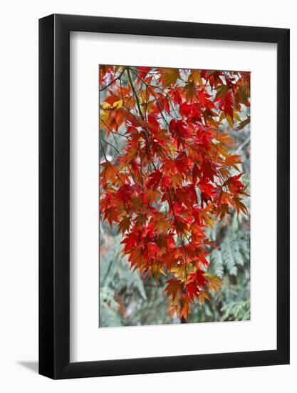 View from beneath red leaves of Japanese Maple in Fall-Darrell Gulin-Framed Photographic Print