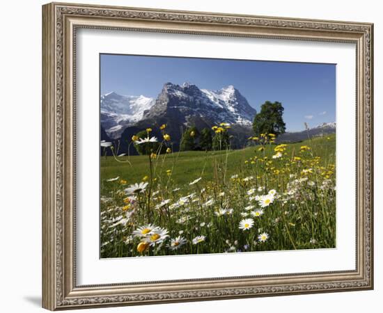 View from Grindelwald to Eiger, Bernese Oberland, Swiss Alps, Switzerland, Europe-Hans Peter Merten-Framed Photographic Print