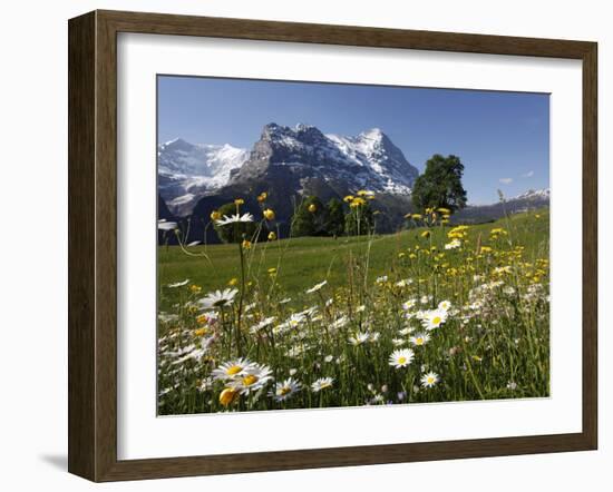 View from Grindelwald to Eiger, Bernese Oberland, Swiss Alps, Switzerland, Europe-Hans Peter Merten-Framed Photographic Print