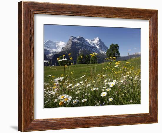 View from Grindelwald to Eiger, Bernese Oberland, Swiss Alps, Switzerland, Europe-Hans Peter Merten-Framed Photographic Print