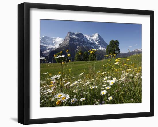 View from Grindelwald to Eiger, Bernese Oberland, Swiss Alps, Switzerland, Europe-Hans Peter Merten-Framed Photographic Print