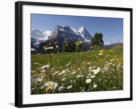 View from Grindelwald to Eiger, Bernese Oberland, Swiss Alps, Switzerland, Europe-Hans Peter Merten-Framed Photographic Print