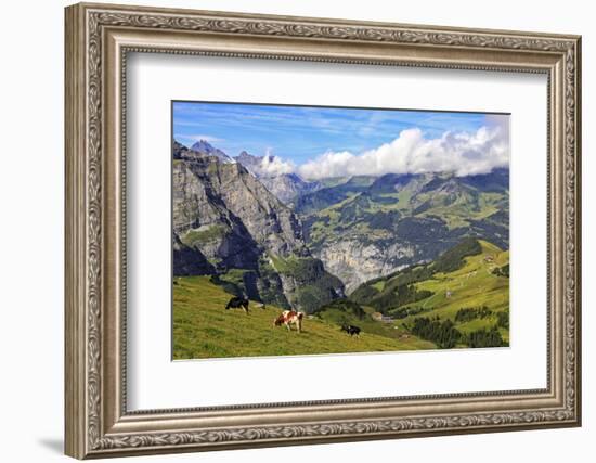View from Kleine Scheidegg to Murren and Lauterbrunnen Valley, Grindelwald, Bernese Oberland, Switz-Hans-Peter Merten-Framed Photographic Print