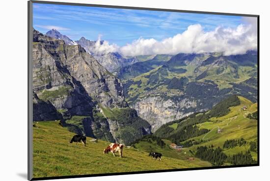 View from Kleine Scheidegg to Murren and Lauterbrunnen Valley, Grindelwald, Bernese Oberland, Switz-Hans-Peter Merten-Mounted Photographic Print