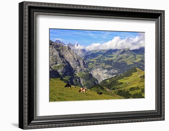 View from Kleine Scheidegg to Murren and Lauterbrunnen Valley, Grindelwald, Bernese Oberland, Switz-Hans-Peter Merten-Framed Photographic Print