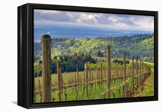 View from Knights Gambit Vineyard, Dundee, Yamhill County, Oregon, USA-Janis Miglavs-Framed Premier Image Canvas