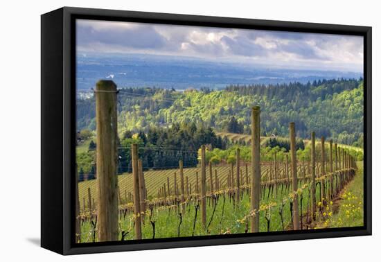 View from Knights Gambit Vineyard, Dundee, Yamhill County, Oregon, USA-Janis Miglavs-Framed Premier Image Canvas