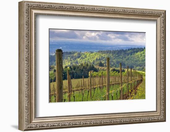 View from Knights Gambit Vineyard, Dundee, Yamhill County, Oregon, USA-Janis Miglavs-Framed Photographic Print