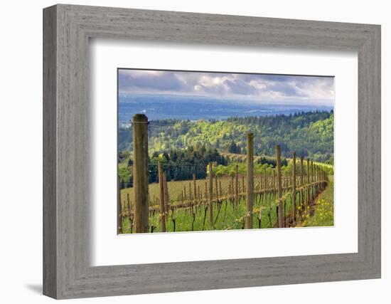 View from Knights Gambit Vineyard, Dundee, Yamhill County, Oregon, USA-Janis Miglavs-Framed Photographic Print