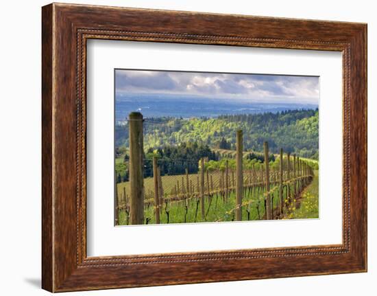 View from Knights Gambit Vineyard, Dundee, Yamhill County, Oregon, USA-Janis Miglavs-Framed Photographic Print